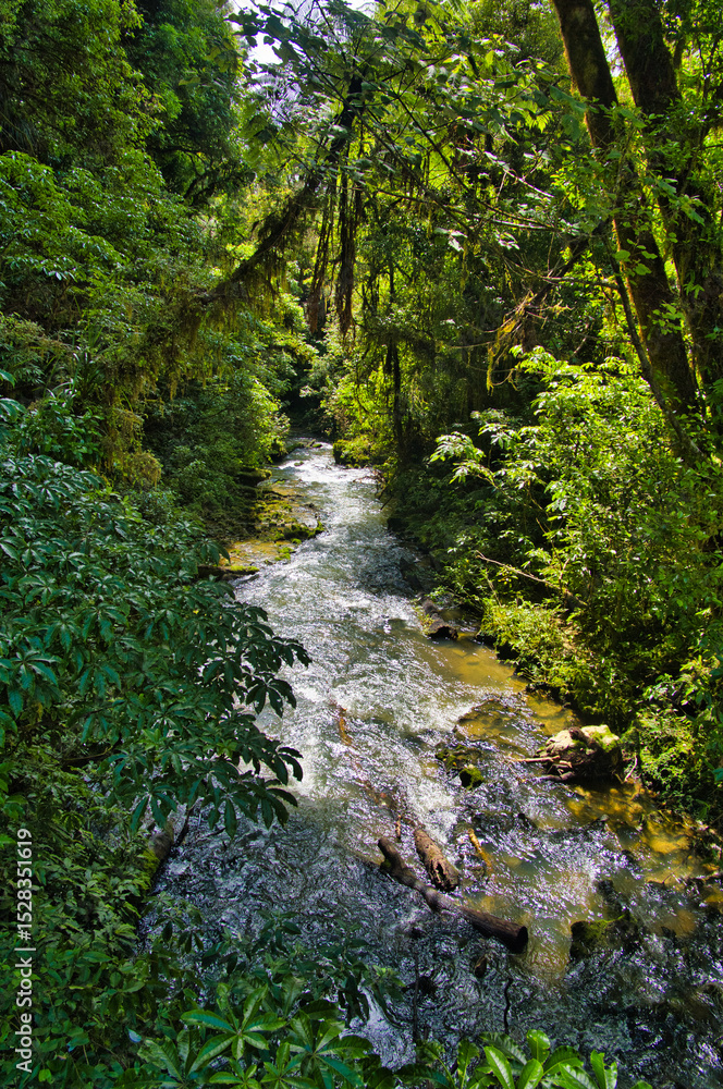 The Waitomo Stream flows through dense forest. Close to the village of Waitomo, Waikato area, North Island, New Zealand
The Waitomo Stream flows through dense forest. Close to the village of Waitomo, Waikato area, North Island, New Zealand
