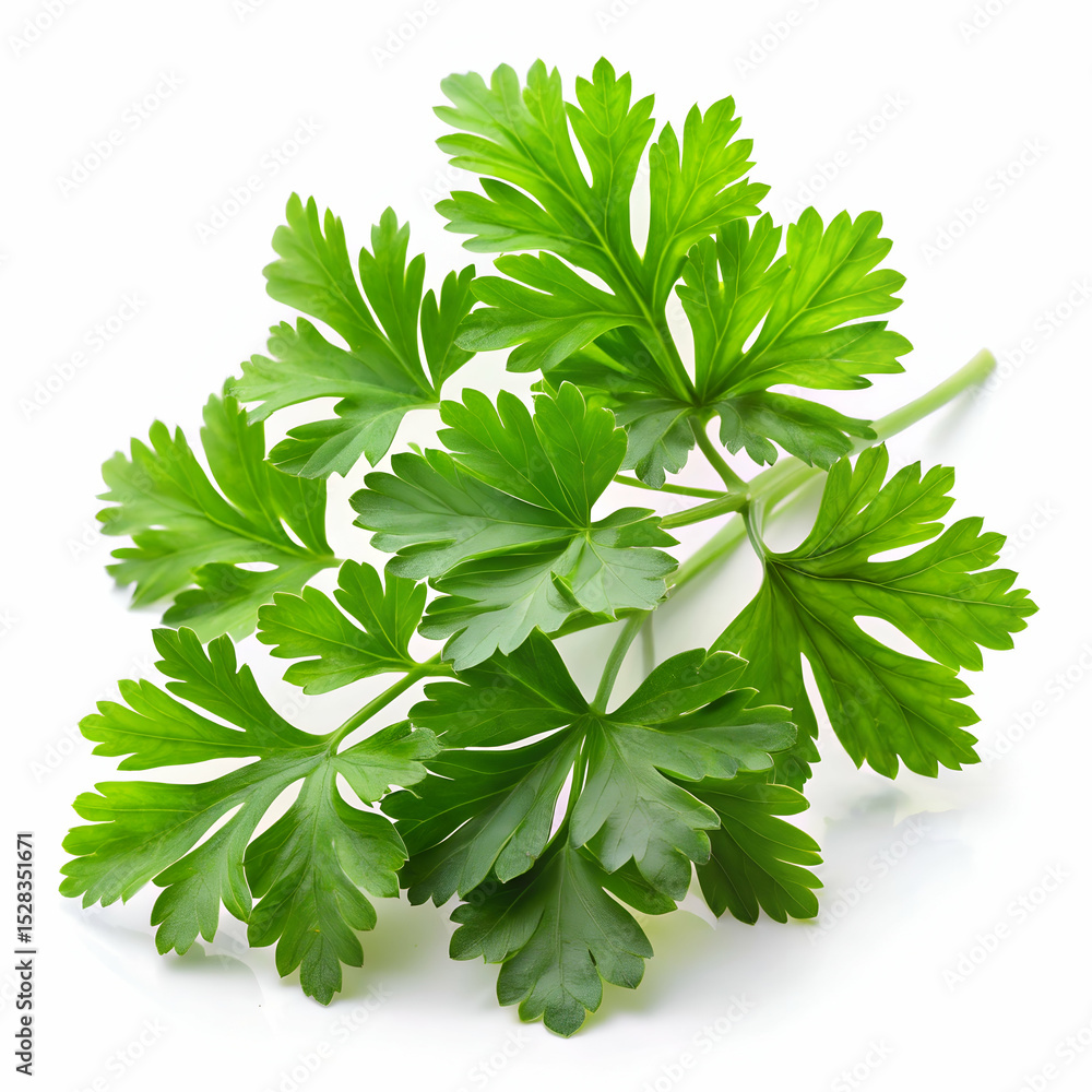 Fototapeta premium Parsley leaves closeup isolated on white background