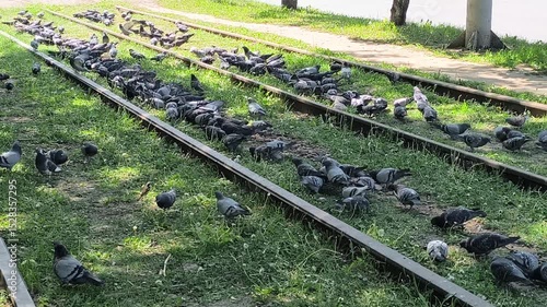 a large number of pigeons on the railway tracks