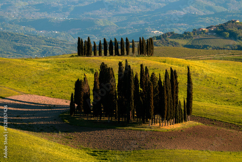 Hilltop Cypress Trees in Scenic Tuscany