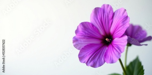 Large vibrant purple bloom, stark white backdrop, studio, big flower