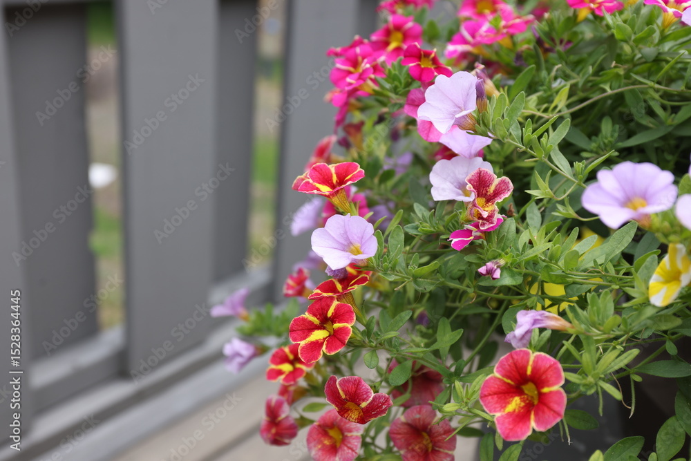 Fototapeta premium Petunias