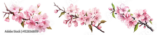 PNG Delicate pink cherry blossoms illustration, element set on transparent background