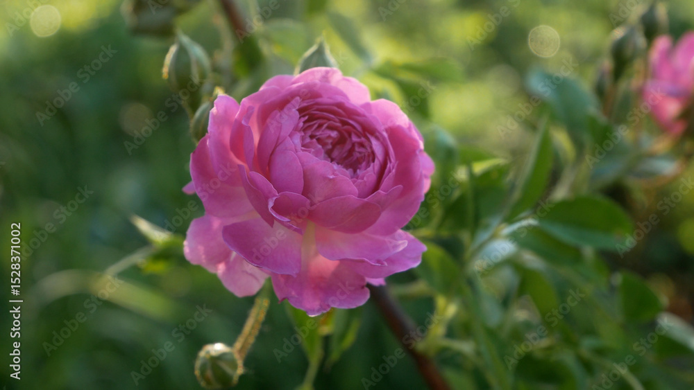Delicate pink rose with unopened buds on a bush among green leaves. Natural beauty in a garden setting. Delicate pink rose with unopened buds on a bush among green leaves. Natural beauty in a garden setting.