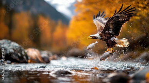 Fototapeta Naklejka Na Ścianę i Meble -  A striking image of a powerful eagle soaring with two fish in its grasp, perfectly capturing the essence of fall colors and wildlife's natural beauty in motion.
