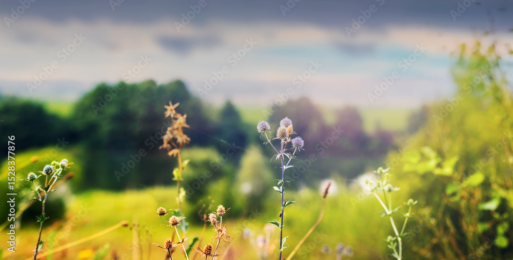 Obraz premium Sunny field landscape with tall grasses and flowers on a blurred background under a cloudy sky