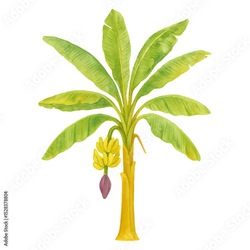 Banana tree with bananas hanging from it Isolated on White Background- Watercolour Art