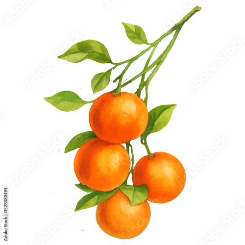 Oranges with Leaves Isolated on White Background- Watercolour Art