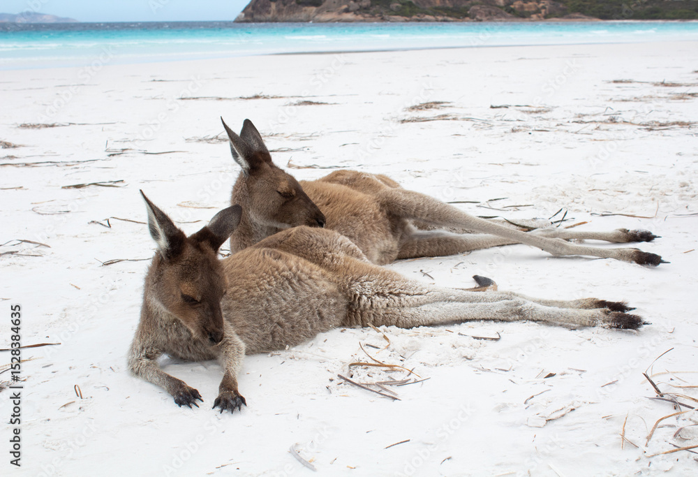 Fototapeta premium kangaroo and baby