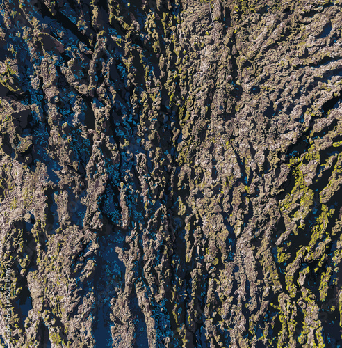 Vector illustration of Hackberry bark texture. Texture of the Hackberry bark. Hackberry bark background. Hackberry tree trunk, Celtis occidentalis.
