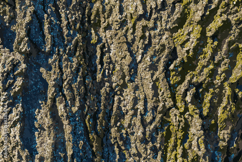 Vector illustration of Hackberry bark texture. Texture of the Hackberry bark. Hackberry bark background. Hackberry tree trunk, Celtis occidentalis.
