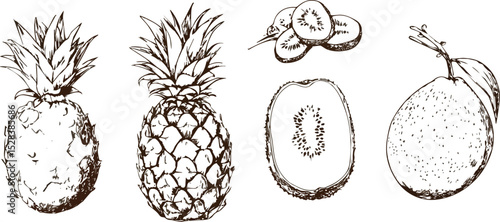 Hand-drawn Tropical Fruits Set Pineapple Kiwi Mango Sketch Illustration Exotic Fruits Drawing for Menu Design Packaging Food Label and Decoration Vector Graphic Isolated on White Background