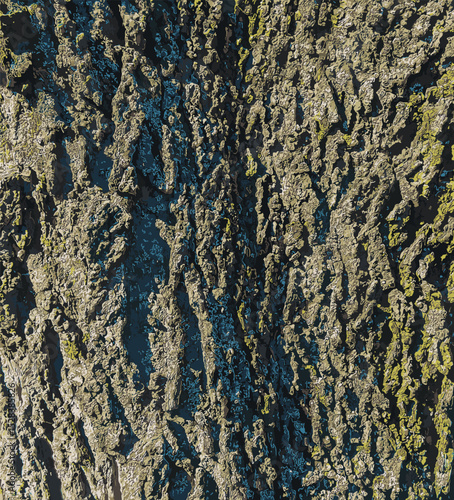 Vector illustration of Hackberry bark texture. Texture of the Hackberry bark. Hackberry bark background. Hackberry tree trunk, Celtis occidentalis.
