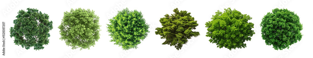 Fototapeta premium PNG Lush green foliage variety, element set on transparent background