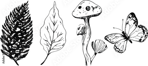 Black and white vector illustration set of forest elements fern leaf tree leaf mushroom butterfly hand drawn sketch botanical illustration nature wild life woodland forest design elements isolated