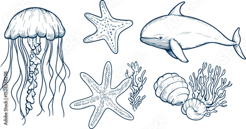 Hand-drawn vector illustration set of sea animals and plants Jellyfish whale starfish seashells seaweed coral ocean underwater marine life nature wildlife monochrome sketch drawing isolated on white