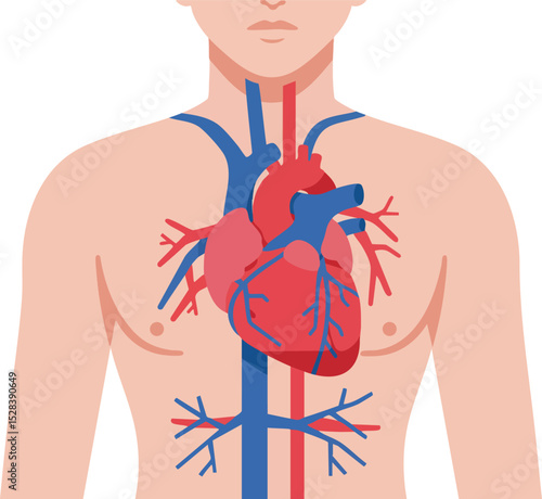 Human heart anatomy with major veins and arteries in chest illustration for medical education and health awareness vector 