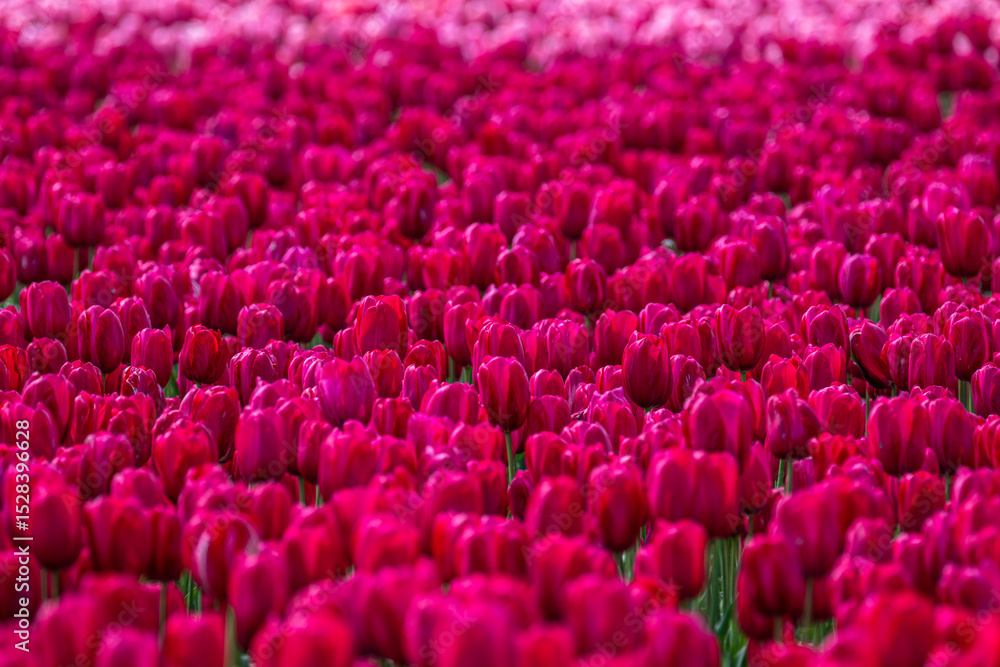 Obraz premium Tulip Field at the Tulip Festival around Mount Vernon in Washington State