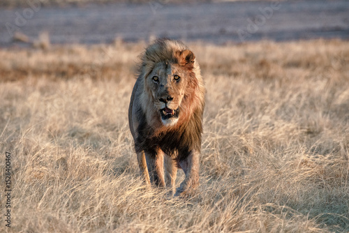 Lion at Etosha National Park, Namibia