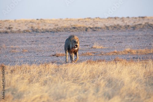 Lion at Etosha National Park, Namibia