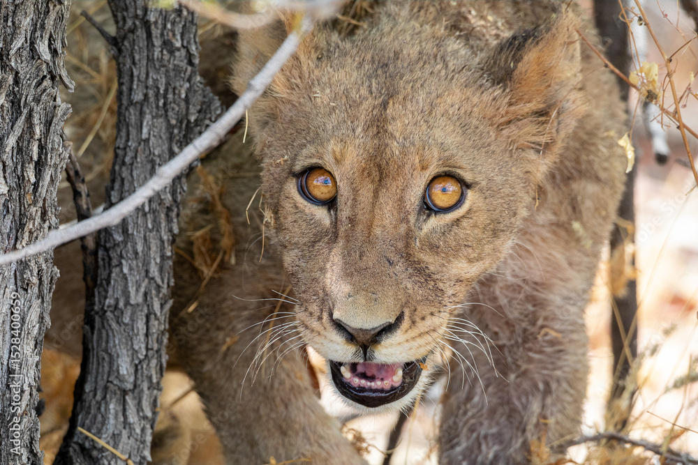 Fototapeta premium Lion at Etosha National Park, Namibia