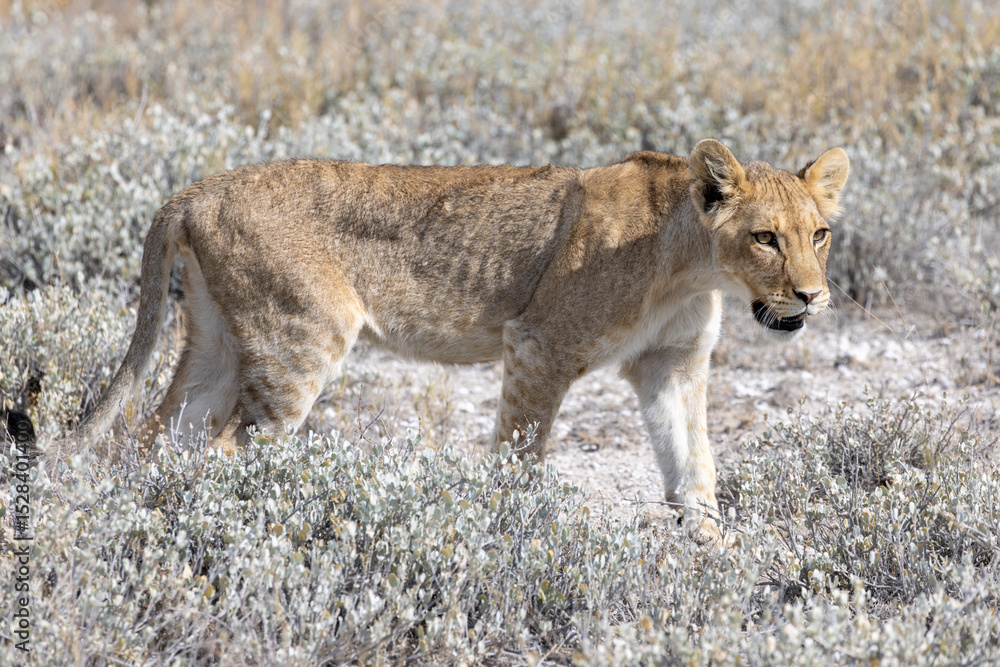 Fototapeta premium lion in etosha national park
