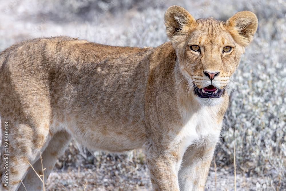 Fototapeta premium lion in etosha national park