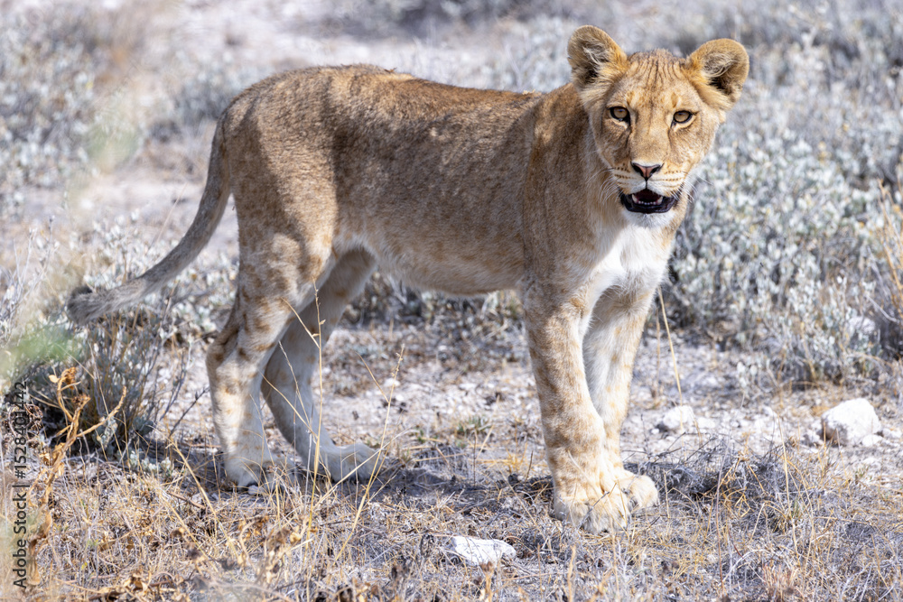 Fototapeta premium lion in etosha national park