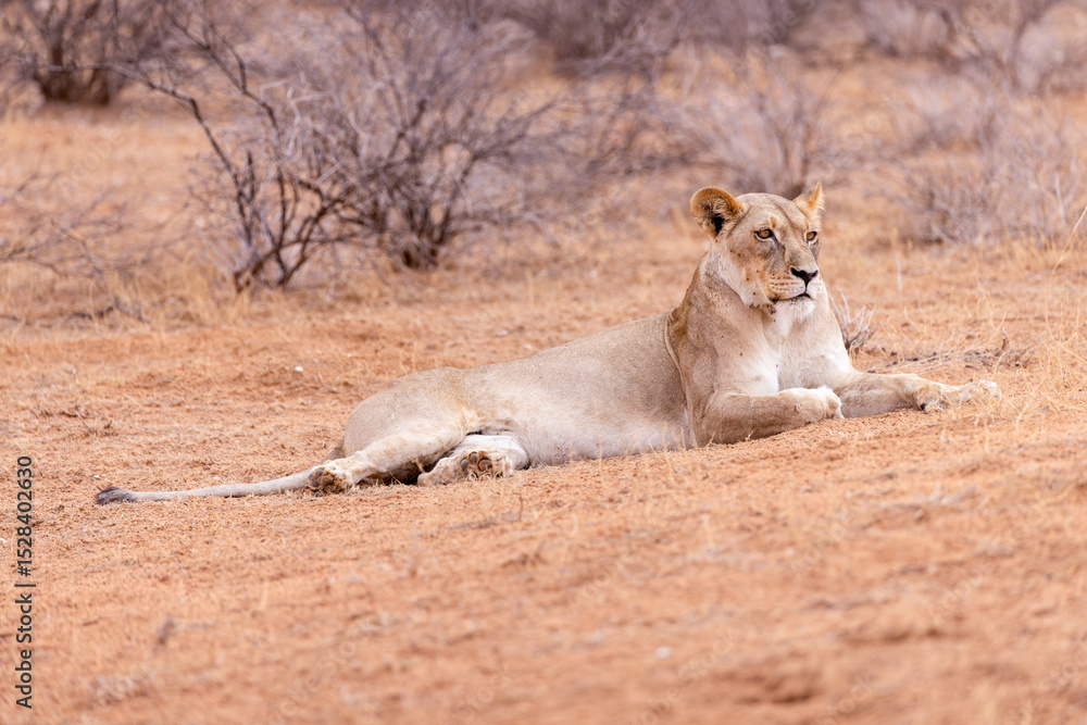 Fototapeta premium lioness in kgalagadi national park