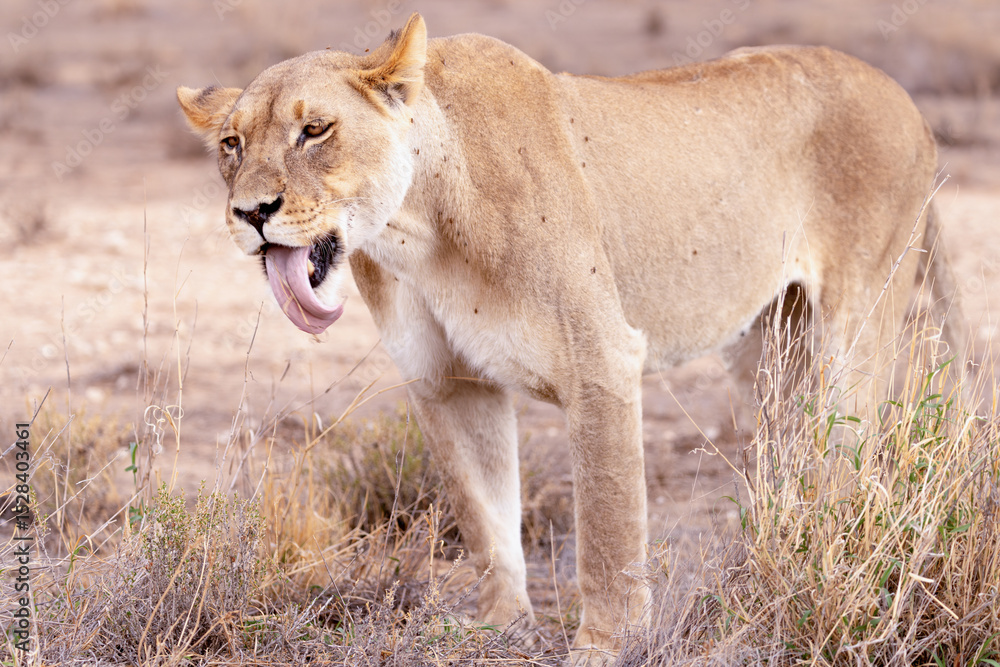 Fototapeta premium lioness in kgalagadi national park