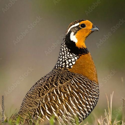 attwater’s prairie chicken; the resilient dancer of the gulf coast prairies