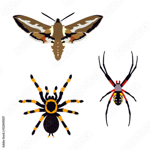Stylized vector illustration of exotic insects and spiders, including a hawk moth, tarantula, and orb-weaver. Ideal for educational use, natural history themes, and creative nature designs.