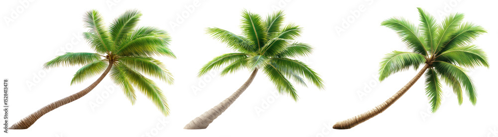 Fototapeta premium PNG Tropical palm trees illustration, element set on transparent background