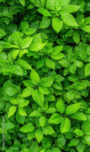 Wallpaper Mural Lush Green Foliage with Water Droplets Natural Textured Background Torontodigital.ca