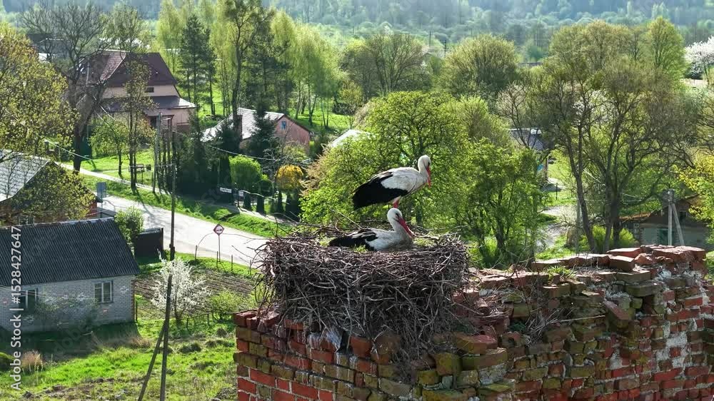 Storks in nests. White storks in the nests of the church, drone view of birds in nests