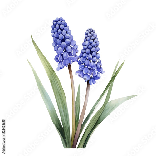 Photos A Muscari Stem, watercolor clipart vector, high quality, isolated on a white background