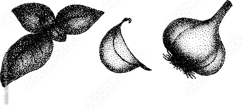 Hyper detailed stippling ink illustration of garlic clove and leaves for artistic design