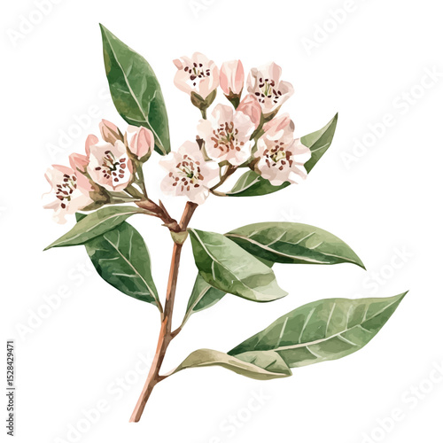 watercolor of A Mountain Laurel Stem, vector high quality, isolated on a white background.