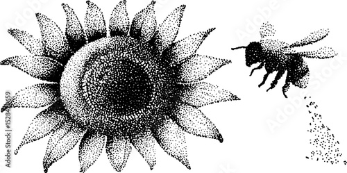 Hyper detailed stippling ink illustration of sunflower and bee