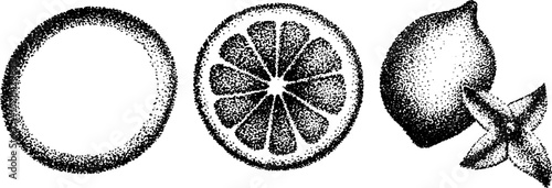 Detailed ink stippling illustration of citrus fruits for art and design