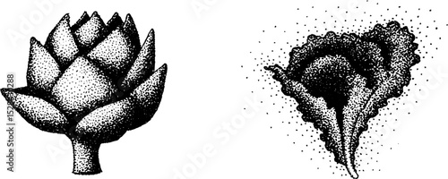 Hyper detailed ink stippling of artichoke and lettuce illustrations for design
