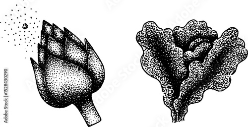 Hyper detailed stippling ink art with artichoke and lettuce illustrations