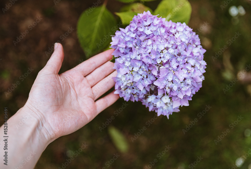 The girl's hand holds a large-leaved hydrangea. The girl's hand holds a large-leaved hydrangea.