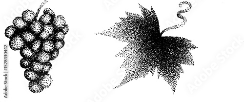 Hyper detailed stippling ink illustration of grapes and vine leaf for nature art design