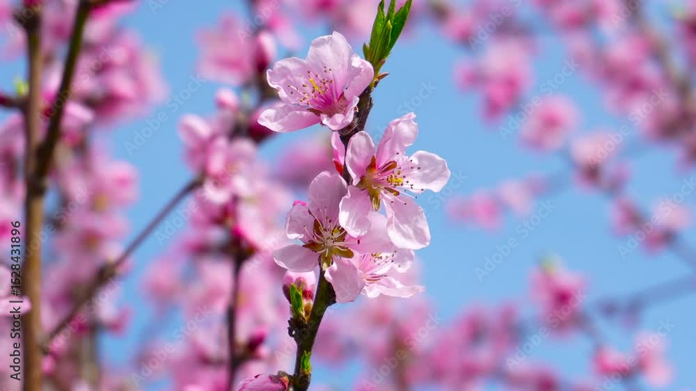 Peach trees in bloom. Beautiful pink peach flowers close up, macro photography of flowering trees. Peach trees in bloom. Beautiful pink peach flowers close up, macro photography of flowering trees.