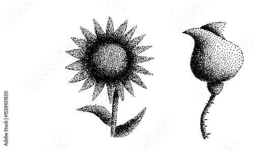 Detailed stippling ink illustration of sunflower and rose bud in halftone style for artistic designs