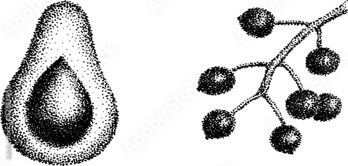 Stippling ink art of avocado and berry branch with halftone details