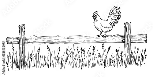 rooster on wooden fence with grass vector black doodle sketch