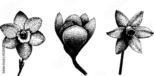 Hyper detailed stippling ink illustration of flowers with halftone effect