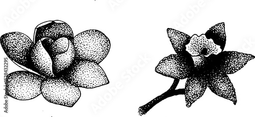 Hyper detailed ink stippling illustration of flowers with halftone technique for artistic design